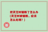把灵芝树锯断了怎么办(灵芝树被锯断，应该怎么处理？)