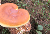 破壁灵芝孢子粉主治什么？原来有这么多好处，不看亏大了！