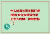 什么树易长灵芝根好呢视频(如何选择适合灵芝生长的树？视频教你！)