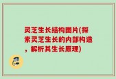 灵芝生长结构图片(探索灵芝生长的内部构造，解析其生长原理)