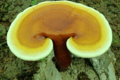 灵芝孢子粉哪个牌子比较好？当然是这款！