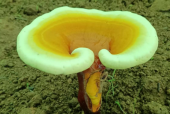 灵芝孢子粉和灵芝哪个好？别再买错了！