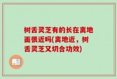 树舌灵芝有的长在离地面很近吗(离地近，树舌灵芝又切合功效)