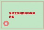 采灵芝挖树根好吗视频讲解