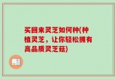 买回来灵芝如何种(种植灵芝，让你轻松拥有高品质灵芝菇)