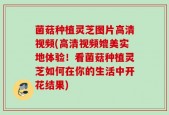 菌菇种植灵芝图片高清视频(高清视频媲美实地体验！看菌菇种植灵芝如何在你的生活中开花结果)