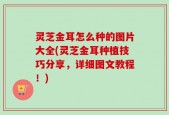 灵芝金耳怎么种的图片大全(灵芝金耳种植技巧分享，详细图文教程！)