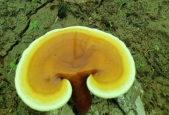 吃灵芝孢子粉有哪些好处？那些你不知道的好处！
