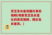 灵芝生长差异图片真实视频(观察灵芝生长变化的真实视频，揭示生长差异。)