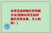 白灵芝品种图片欣赏图大全(精美白灵芝品种图片欣赏合集，令人陶醉！)