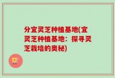 分宜灵芝种植基地(宜灵芝种植基地：探寻灵芝栽培的奥秘)