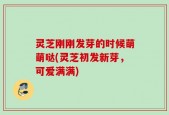 灵芝刚刚发芽的时候萌萌哒(灵芝初发新芽，可爱满满)