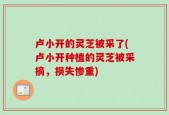 卢小开的灵芝被采了(卢小开种植的灵芝被采摘，损失惨重)