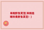 阜阳野生灵芝(阜阳出现珍贵野生灵芝！)