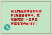 灵芝的茎是白色的吗图片(白色茎林草中，究竟是灵芝？--关于灵芝真实茎色的讨论)
