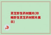 灵芝野生药材图片(珍稀野生灵芝药材照片展示)
