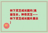 林下灵芝成长图片(美丽生长，神奇灵芝——林下灵芝成长图片展示)