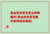 高山仿生灵芝怎么样啊图片(高山仿生灵芝图片及其特点简述)