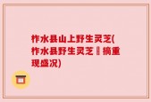 柞水县山上野生灵芝(柞水县野生灵芝採摘重现盛况)