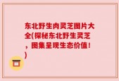 东北野生肉灵芝图片大全(探秘东北野生灵芝，图集呈现生态价值！)
