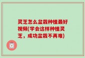 灵芝怎么盆栽种植最好视频(学会这样种植灵芝，成功盆栽不再难)
