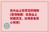在大山上挖灵芝的视频(登顶拍摄：在高山上挖掘灵芝，壮观景象赏心悦目)