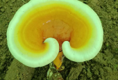 芝素堂灵芝孢子粉靠谱吗？这几条要求它居然...