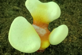 灵芝孢子粉每天吃多少？喝几克效果比较好？