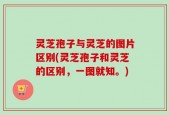 灵芝孢子与灵芝的图片区别(灵芝孢子和灵芝的区别，一图就知。)