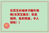 石灵芝长啥样子图片视频(石灵芝展示：形态独特、色彩斑斓，令人惊叹！)