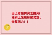 山上老枯树灵芝图片(枯树上发现珍稀灵芝，恢复活力！)