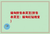 缅甸野生赤灵芝(野生赤灵芝：缅甸红钻瑰宝)