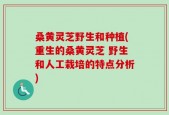 桑黄灵芝野生和种植(重生的桑黄灵芝 野生和人工栽培的特点分析)