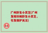 广州野生小灵芝(广州发现珍稀野生小灵芝，引发保护关注)