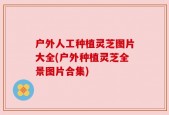 户外人工种植灵芝图片大全(户外种植灵芝全景图片合集)