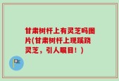 甘肃树杆上有灵芝吗图片(甘肃树杆上现蹊跷灵芝，引人瞩目！)