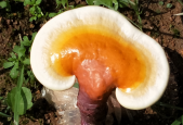 灵芝孢子粉对高血压有好处吗？灵芝孢子粉为什么能降血压？