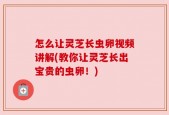 怎么让灵芝长虫卵视频讲解(教你让灵芝长出宝贵的虫卵！)