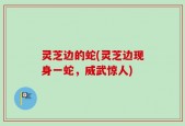 灵芝边的蛇(灵芝边现身一蛇，威武惊人)