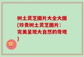 树土灵芝图片大全大图(珍贵树土灵芝图片：完美呈现大自然的奇观)