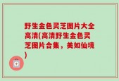 野生金色灵芝图片大全高清(高清野生金色灵芝图片合集，美如仙境)