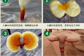 灵芝孢子粉对痛风有效果吗？还在受痛风的折磨？