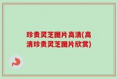 珍贵灵芝图片高清(高清珍贵灵芝图片欣赏)