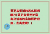 灵芝盆景活的怎么样啊图片(灵芝盆景养护指南及活着的实拍照片附加，点击查看！)