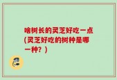 啥树长的灵芝好吃一点(灵芝好吃的树种是哪一种？)