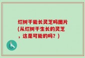 烂树干能长灵芝吗图片(从烂树干生长的灵芝，这是可能的吗？)