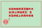 长在树桩的灵芝图片大全(树上神秘灵芝：生长在树桩上的奇妙景象)