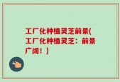 工厂化种植灵芝前景(工厂化种植灵芝：前景广阔！)