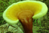 灵芝孢子粉品牌哪个好？这个品牌实属第一！