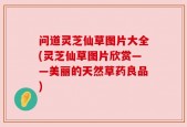 问道灵芝仙草图片大全(灵芝仙草图片欣赏——美丽的天然草药良品)